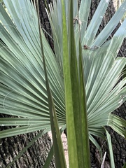 Sabal mexicana