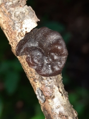 Auriculariaceae