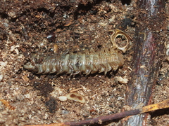 Polyxenus lagurus