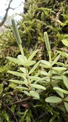 Peperomia tetraphylla