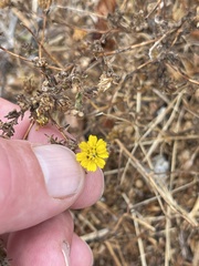 Deinandra paniculata