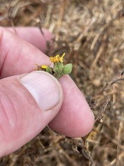 Deinandra paniculata