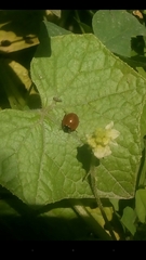 Cycloneda sanguinea