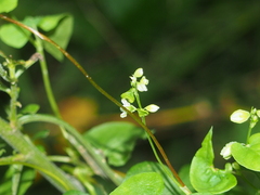 Fallopia scandens