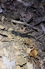 Plethodon glutinosus