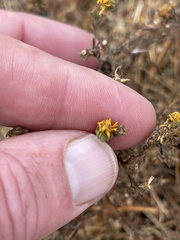 Deinandra paniculata
