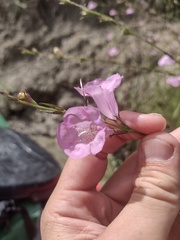 Agalinis heterophylla
