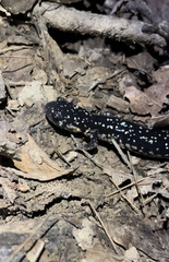 Plethodon glutinosus