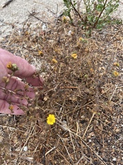 Deinandra paniculata