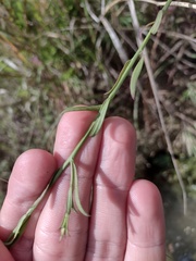 Agalinis heterophylla