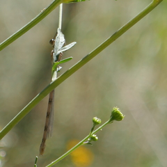 Lestidae