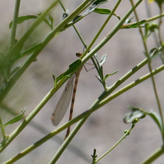 Lestidae