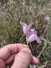 Agalinis heterophylla