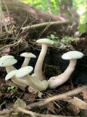 Hygrophorus eburneus