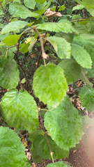 Corylus avellana