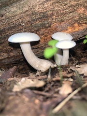 Hygrophorus eburneus