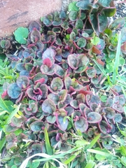 Persicaria capitata