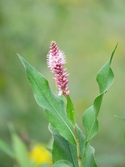 Persicaria amphibia