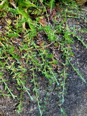 Chevreulia acuminata