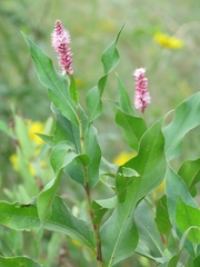 Persicaria amphibia