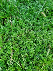 Chevreulia acuminata