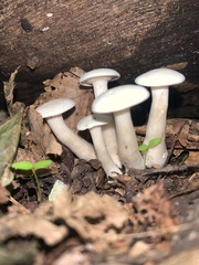 Hygrophorus eburneus