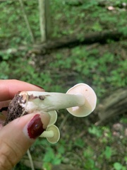 Hygrophorus eburneus