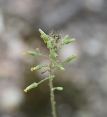 Hieracium longipilum
