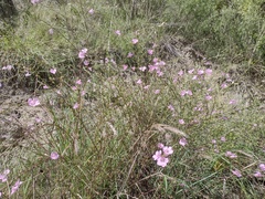 Agalinis heterophylla