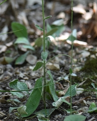 Hieracium longipilum