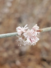 Eriogonum roseum