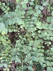 Symphoricarpos orbiculatus