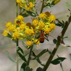 Chauliognathus profundus