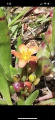 Portulaca halimoides