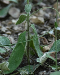 Hieracium longipilum