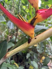 Mahanarva costaricensis