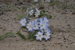 Zephyra elegans