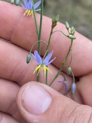 Dianella longifolia