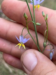 Dianella longifolia