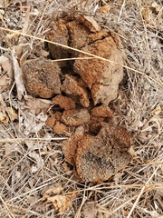Pisolithus tinctorius