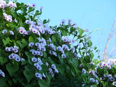 Ipomoea amnicola