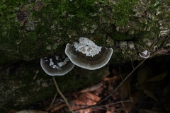 Daedaleopsis confragosa