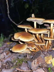 Agaricales