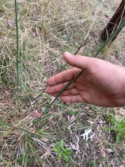 Dianella longifolia