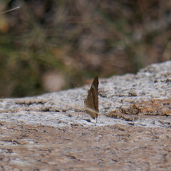 Junonia grisea