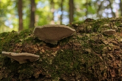 Daedaleopsis confragosa