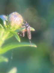 Pimpla