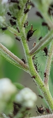 Macrosiphini