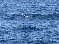 Procellariidae