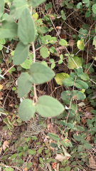 Symphoricarpos mollis